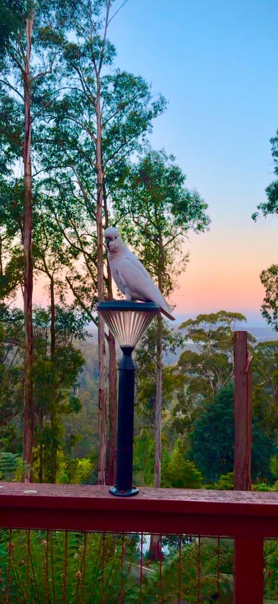 Melbourne Topview Villa In Dandenong Ranges Near Skyhigh Kalorama Esterno foto