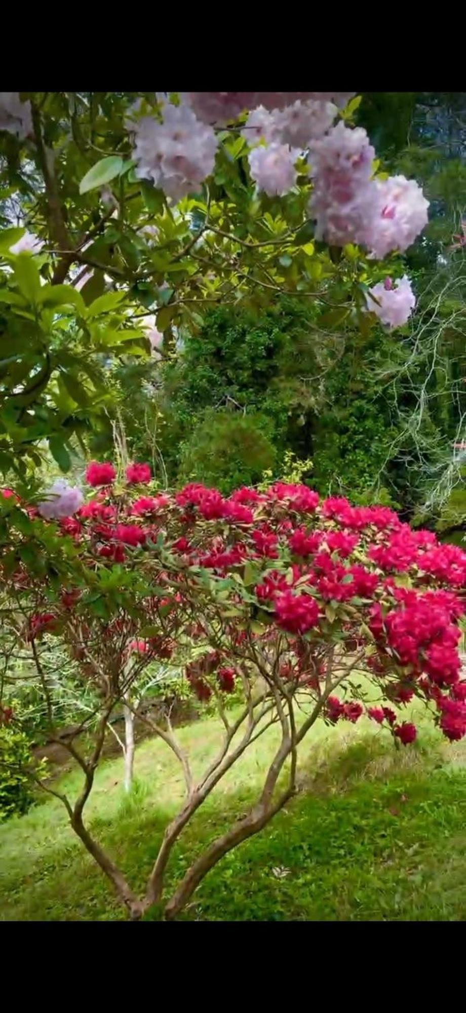 Melbourne Topview Villa In Dandenong Ranges Near Skyhigh Kalorama Esterno foto
