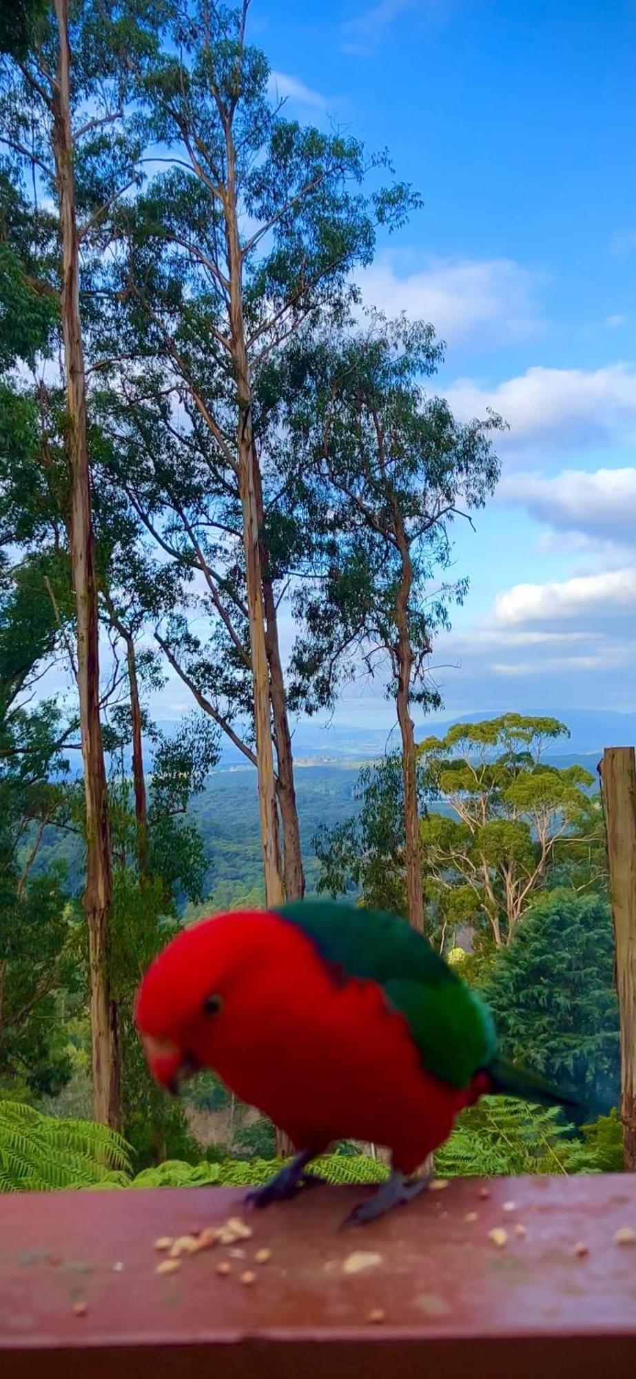 Melbourne Topview Villa In Dandenong Ranges Near Skyhigh Kalorama Esterno foto