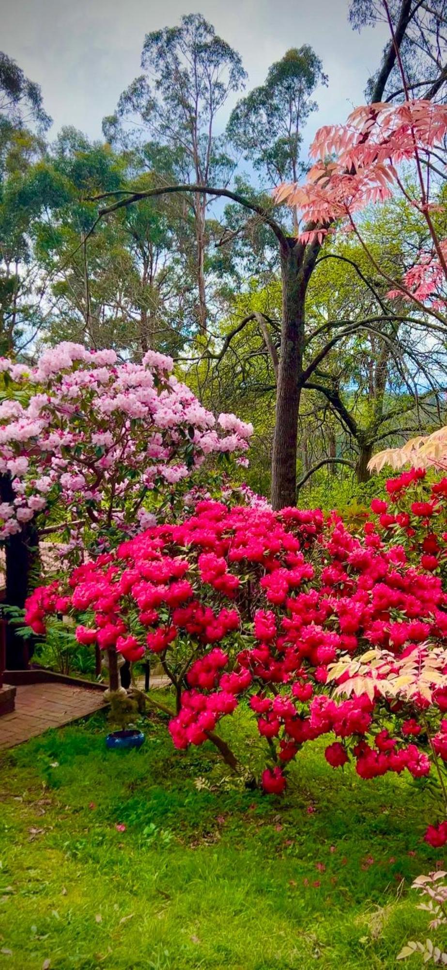 Melbourne Topview Villa In Dandenong Ranges Near Skyhigh Kalorama Esterno foto